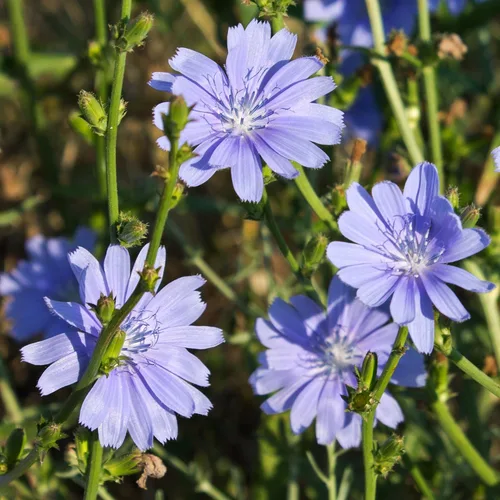 Achicoria (Cichorium intybus) - Paquete de 50 Semillas