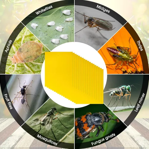 Miniatura 7 de Qualirey 200 trampas adhesivas amarillas de 7.87 x 9.84 pulgadas para mosquitos de plantas, trampas adhesivas de doble cara para moscas de la fruta