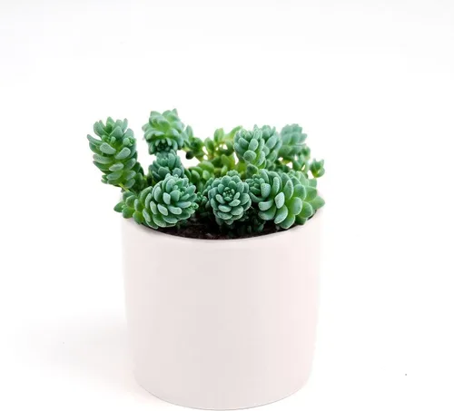 Miniatura 9 de Sedum Little Missy - Suculenta Sedum Major (maceta de plástico de 4 pulgadas) Mejor cubierta de suelo suculenta