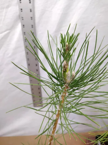 Miniatura 5 de Pino negro japonés Árbol de 1 año en maceta de vivero. Pinus thunbergii. Pino Thunbergiana. Pino verde. Listo para paisaje o bonsái