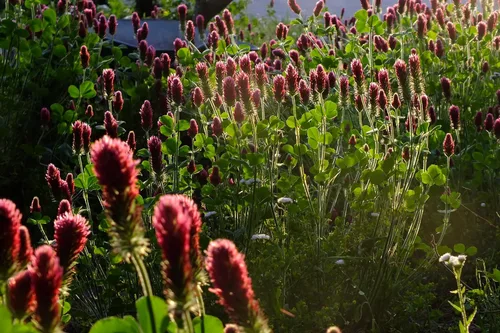 Miniatura 2 de Plant Good Seed Semillas orgánicas de trébol rojo – Semillas de reliquia de 0.5 libras para plantar flores, hierbas, suministros de jardinería