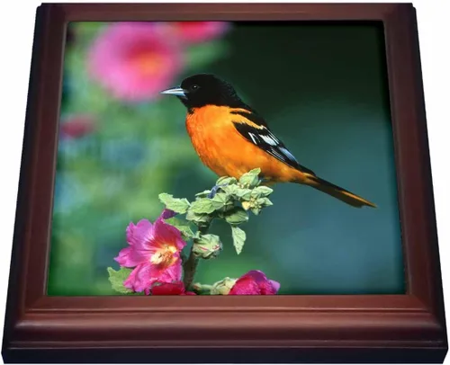 3dRose Danita Delimont – Oriole – Baltimore Oriole Male on Hollyhock, Marion, il – 8 x 8 salvamanteles con 6 x 6 baldosa cerámica (TRV _ _ _ _ _ _ _