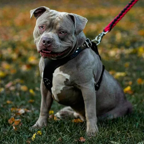 Miniatura 5 de Bestia Style - Arnés de piel auténtica para perros de razas medianas a extra grandes, arnés de chaleco antitirones, placa acolchada en el pecho