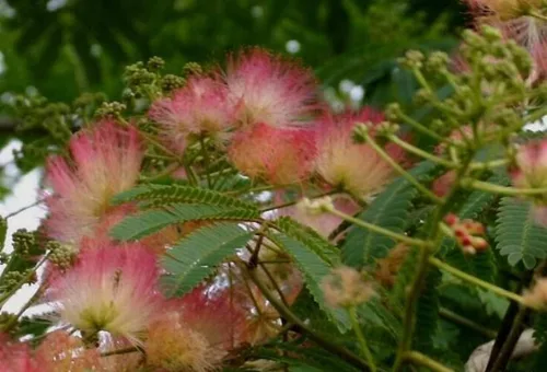 Miniatura 2 de 1-1000 piezas de semillas de árbol de mimosa de seda persa flor Albizia Julibrissin Siris 0175 (más de 25 semillas)