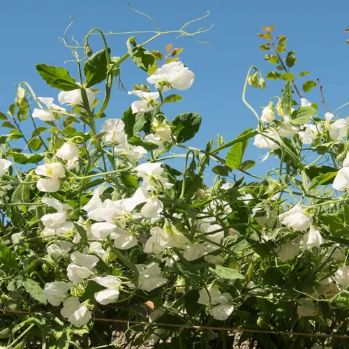 Miniatura 7 de Outsidepride Royal White Sweet Pea Seeds – 250 piezas anuales, fáciles de cultivar, semillas de vid para plantar flores fragantes de larga duración