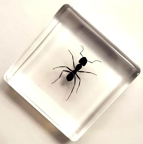 Miniatura 4 de Hormiga tejedora real de 1.457 in en resina de lucita cristalina, espécimen preservado de polyrhachis inmersiones, insectos, taxidermia, colección