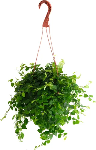 Shop Succulents Ficus Repens - Higo rastrero, planta de interior viva, planta de interior de bajo mantenimiento, ideal para decoración del hogar,