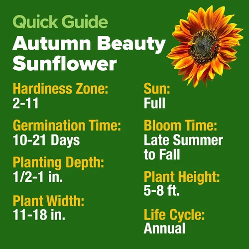 Miniatura 4 de HOME GROWN Autumn Beauty Semillas de girasol para plantar 40 semillas de girasol tradicionales sin OMG para plantar flores para apoyo