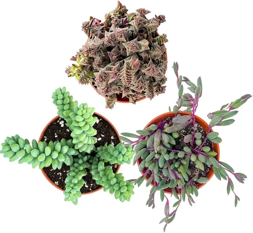 Miniatura 3 de Juego de 3 suculentas F (4 pulgadas), cadena de perlas + cola de burro + collar de rubí, plantas suculentas vivas totalmente enraizadas en macetas