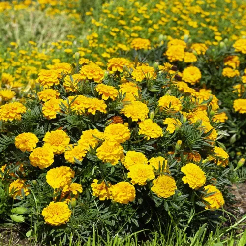 Miniatura 7 de Outsidepride Bonanza Gold - Semillas de caléndula francesa, 250 unidades, anuales, compactas, tolerantes al calor y la sequía para plantar