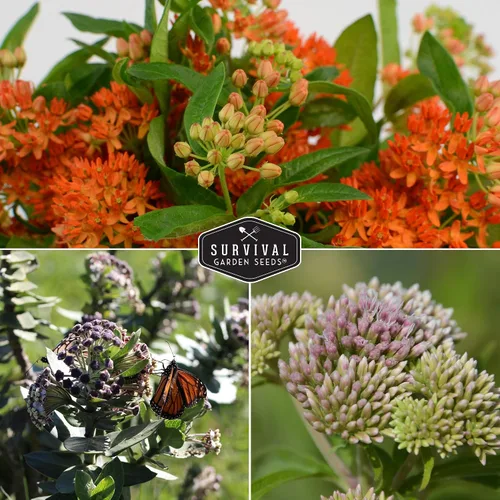 Miniatura 4 de Semillas de algodoncillo para plantar - Lechoncillo de mariposa, común y pantano (rosa) para mariposas monarca y jardines polinizadores - Flores