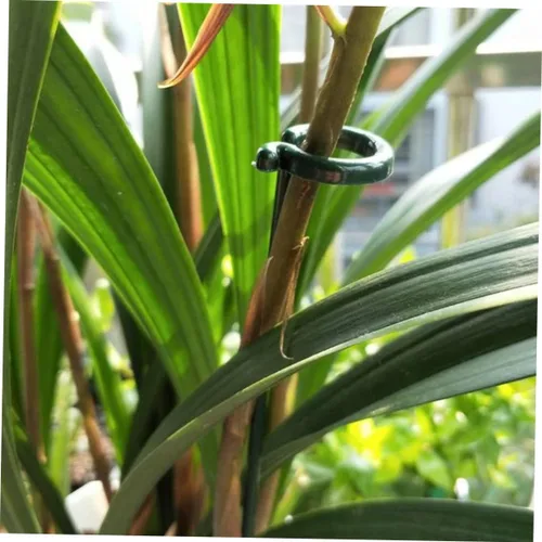 Miniatura 8 de 6 estacas de soporte para orquídeas, palos de soporte de plantas verdes para plantas en maceta, flores, verduras, evita que se doblen y se rompan