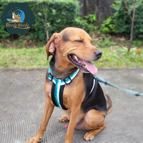 Miniatura 7 de Casual H - Arnés para perro, arnés sin tirones para mascota, con 2 clips para correa, chaleco acolchado suave ajustable para perros pequeños