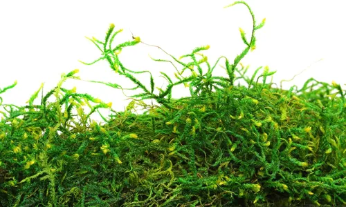 Miniatura 2 de SuperMoss (25322) Musgo forestal preservado, verde fresco, 8 onzas