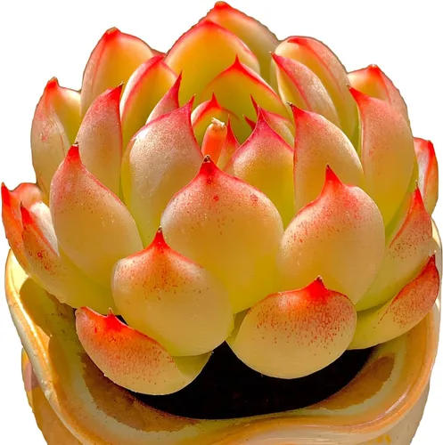 Miniatura 19 de Echeveria Agavoides Romeo - Plantas suculentas vivas raras, planta roja de 1 cabeza de 2.7 pulgadas, raíz desnuda sin tierra para maceta, escritorio