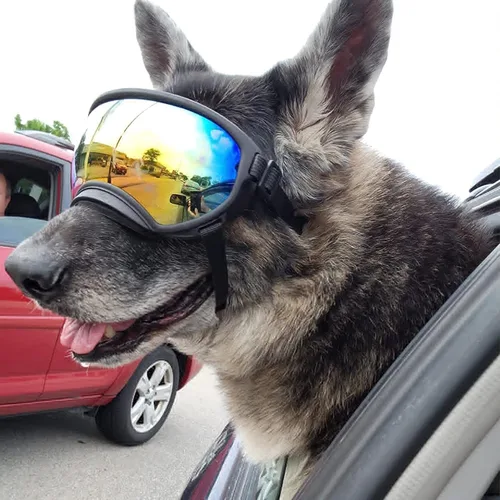 Miniatura 8 de Gafas de sol grandes para perros con correa ajustable, protección UV, a prueba de victorias, adecuadas para perros medianos y medianos