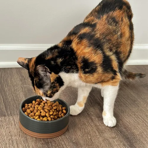 Miniatura 5 de Taza de cerámica para mascotas Mora tamaño pequeño - Plato para comida/agua para cachorros, gatos, conejillo de Indias, conejos, hámsters, Carbón