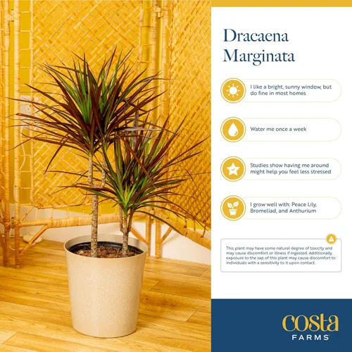 Miniatura 7 de Costa Farms Dracaena Marginata Magenta Dragón de Madagascar Árbol vivo planta de interior Maceta de cultivo
