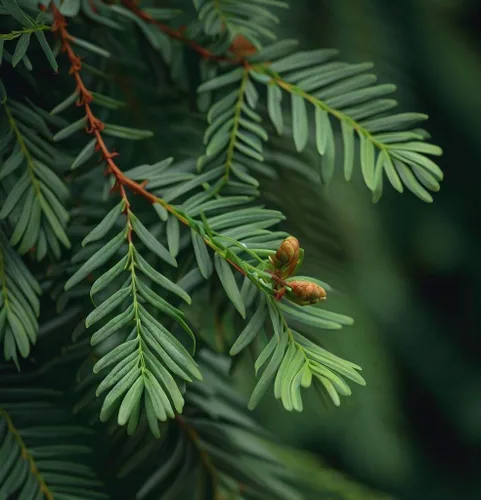Miniatura 5 de Sequoia sempervirens (Redwood, California Redwood, Coast Redwood) Semillas de árboles, Iconic and Majestic Evergreen, Seeds de MySeeds.Co, usted