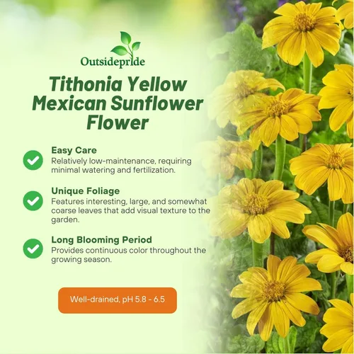Miniatura 3 de Outsidepride Yellow Torch - Semillas de girasol mexicano – 500 piezas anuales, fáciles de cultivar, semillas de flores amarillas Tithonia Speciosa