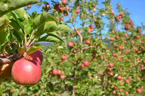Miniatura 3 de Fuji Apple Tree - Cultiva fruta fresca - Planta viva enviada 3 pies de alto por DAS Farms