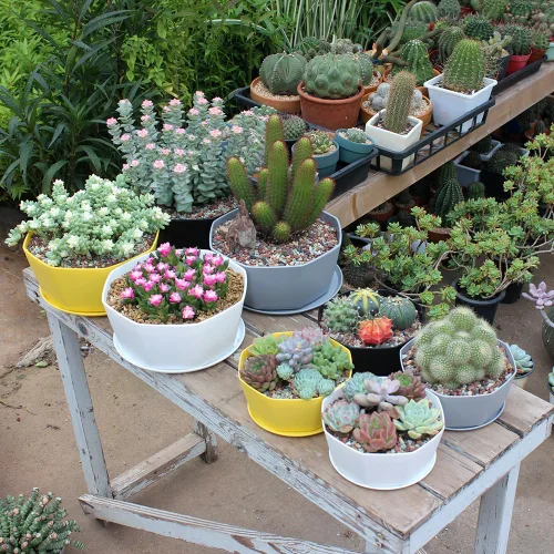 Miniatura 7 de Paquete de 8 macetas de plástico poco profundas de 8.00 pulgadas y 5.90 pulgadas, maceta octágono con bandeja para suculentas, cactus