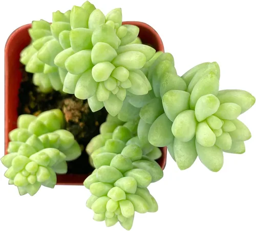 Miniatura 7 de Sprout N Green Colección de suculentas coloridas, 3 plantas suculentas vivas totalmente enraizadas en maceta de inicio de 2 pulgadas, decoración