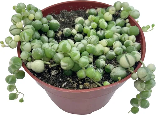 Miniatura 7 de Suculenta Viva Cadena de perlas abigarradas de 4 pulgadas, plantas suculentas vivas, plantas suculentas totalmente enraizadas, planta colgante
