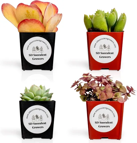 Paquete misterioso de plantas suculentas vivas, variedad de plantas bien enraizadas en macetas de 2 pulgadas, plantas de interior reales, pequeñas,