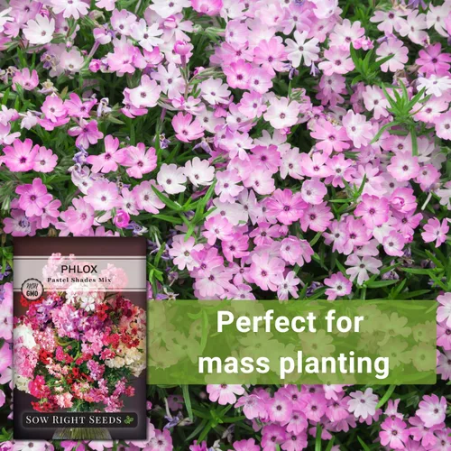 Miniatura 5 de Sow Right Seeds - Pastel Shades - Semillas de Phlox mixtas para plantar - Hermosas flores para plantar en tu jardín polinizador doméstico - Semillas