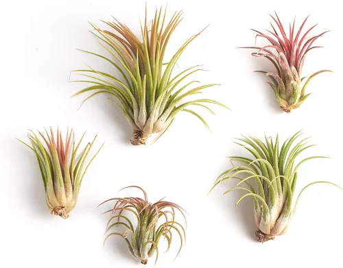 Gran colección de plantas de aire Ionantha Tillandsia de cinco plantas tropicales para el hogar, decoración de interiores y plantas de aire de