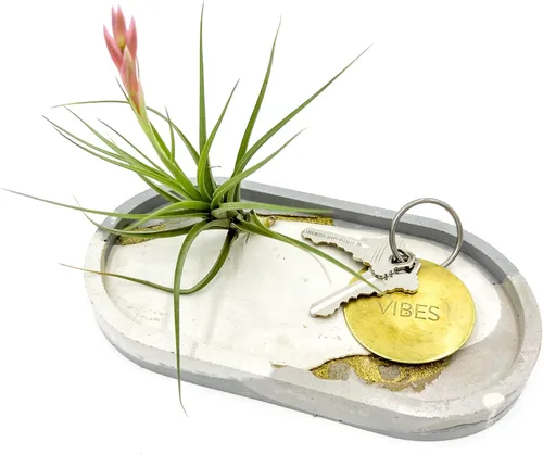 Miniatura 4 de Plantas de aire – Tillandsia Aeranthos florecientes, grandes 3-5 pulgadas – 1 unidad – Llegada viva garantizada – Plantas