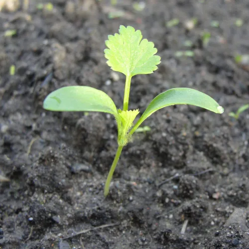 Miniatura 7 de Semillas de cilantro (Ocio) (300 Semillas)