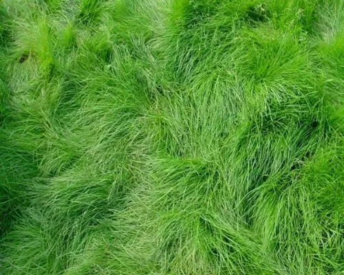Semillas de festuca roja rastrera para plantar - Festuca rubra (10 libras)