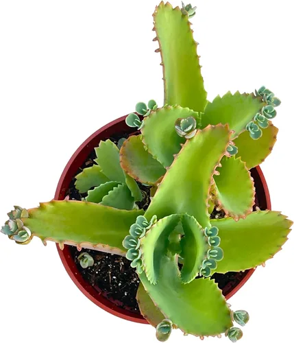 Miniatura 3 de Suculentas vivas de 4 pulgadas, madre de miles, plantas suculentas vivas completamente arraigadas para decoración del hogar y la oficina, proyectos