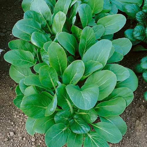 Tat SOI - Semillas de mostaza Black Knight - Paquete de 0.07 oz ~ 1000 semillas - Sin OMG, reliquia - Jardín de verduras/hierbas, cultivo de