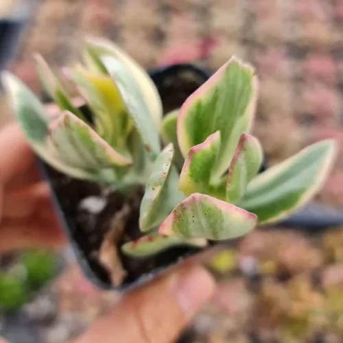 Plantas Crassula vivas (2" Pot Crassula ovata 'Tricolor')