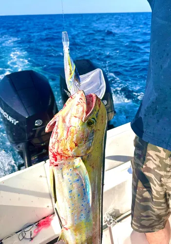 Miniatura 7 de Lobo Lures Micro-Typhoon UV 5 "Mahi Tuna Ahi Señuelo Trolling Señuelo Big Game Azul Lumo Glow