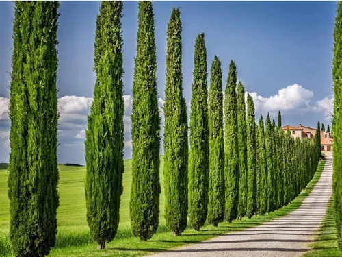 Miniatura 8 de Florida Foliage Árbol de ciprés italiano 40 plántulas vivas Cupressus Sempervirens Plantas formales elegantes de estilo mediterráneo, verde
