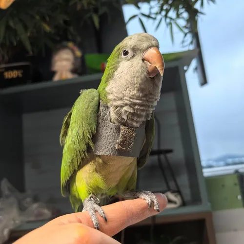 Miniatura 5 de Chaleco de arnés de vuelo de pájaro, traje de vuelo de loro con correa para periquitos, cacatúas, conures budgies, ropa de vuelo de pájaros