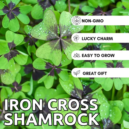 Miniatura 6 de Bulbos de trébol de hoja de la suerte para plantar, cultivar flores de oxalis de cruz de hierro, obtén la suerte de los irlandeses (10 bombillas)