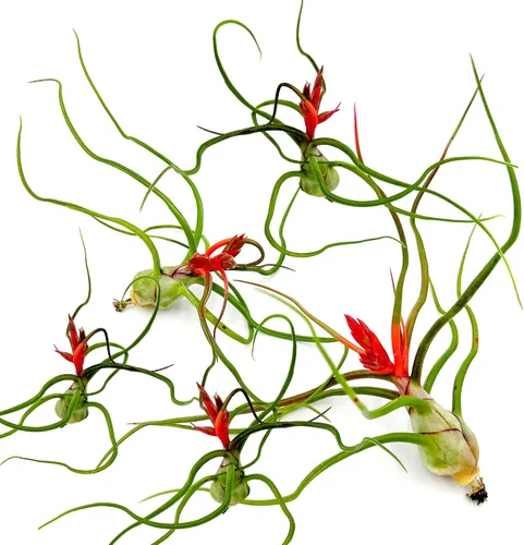 Miniatura 22 de ragnaroc Air Plants - Tillandsia Caput Medusae Floreciente, Grande 5-7" - 1ct - Llegada Viva Garantizada - Plantas de Casa para Decoración del Hogar