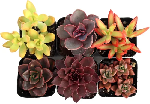Miniatura 2 de Mountain Crest Gardens Nuthin' But Color - Paquete de 6 plantas vivas en macetas de 2 pulgadas, tonos brillantes y cálidos, suculentas reales