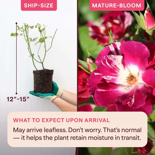 Miniatura 2 de Rosas trepadoras tradicionales, planta de raíz viva para jardín al aire libre, salpicaduras moradas, moderadamente fragantes, zonas de resistencia