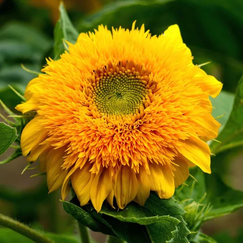 Miniatura 6 de Seed Needs, Tall Teddy - Semillas de girasol – 100 semillas de reliquia para plantar Helianthus annuus – Flores de doble pétalo, atrae polinizadores