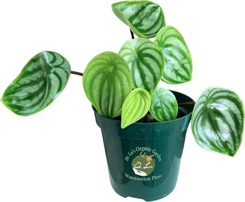 Miniatura 14 de Planta de jade colgante orgánica de Dr. Lu Planta de jade rara Plantas suculentas vivas Plantas purificadoras de aire para interior Plantas