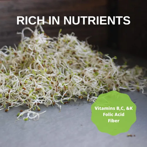 Miniatura 5 de Semilla de brote de alfalfa orgánico certificado – marca Handy Pantry – semillas de alta germinación comestibles - jardinería, cultivos