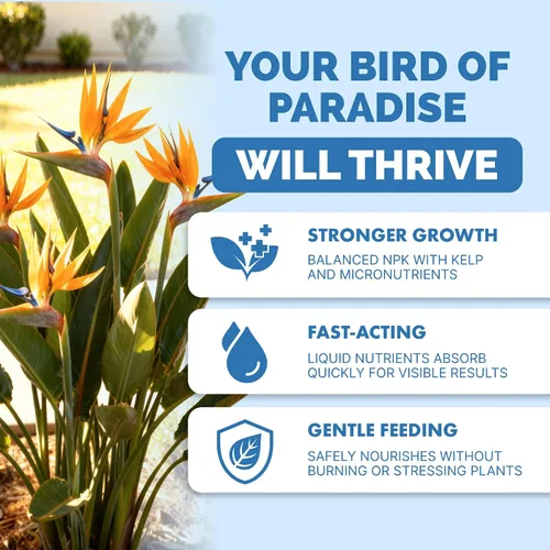 Miniatura 2 de Bird of Paradise Fertilizer - Alimento líquido para plantas para hojas tropicales más grandes, raíces más fuertes y crecimiento vertical saludable