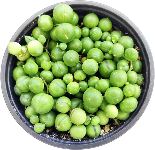 Miniatura 4 de String of Pearls Senecio Rowleyanus (maceta de plástico de 2 pulgadas) – La mejor planta de interior para decoración de hogar y oficina