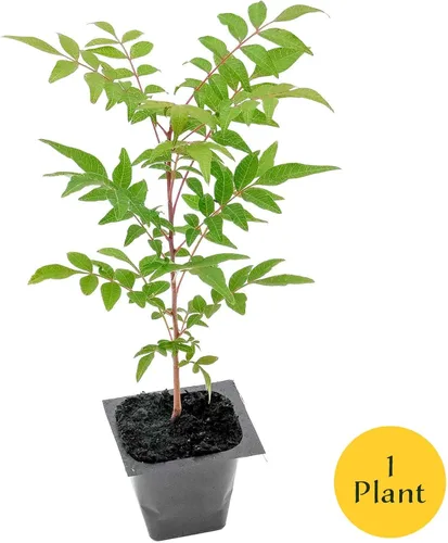 Miniatura 5 de 1 árbol de pistache chino Árbol joven vivo en cubo de vivero de 2.5 pulgadas Variedad Pistacia Chinensis Toldos de sombra caducifolios